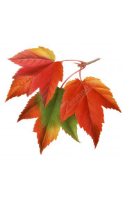 FlavorWest Maple 10мл